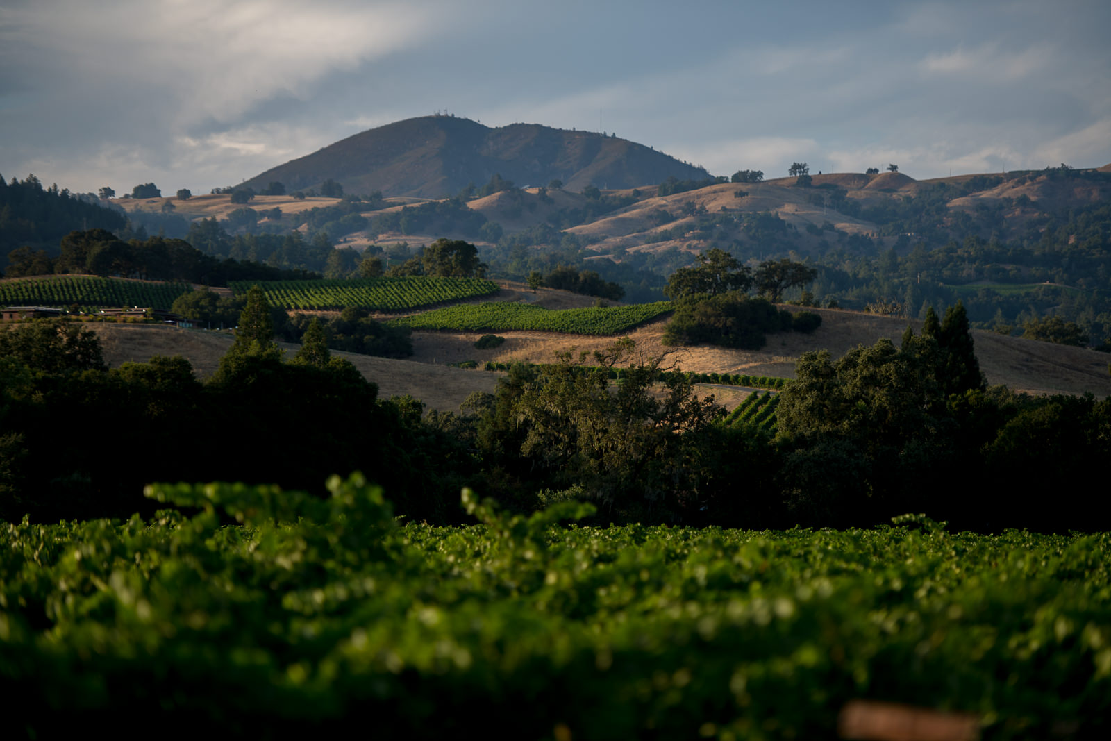 Vineyard rows in Alexander Valley