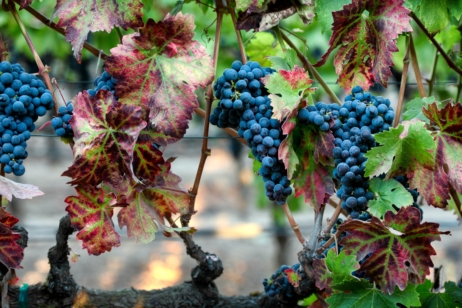 California Pinot Noir grapes