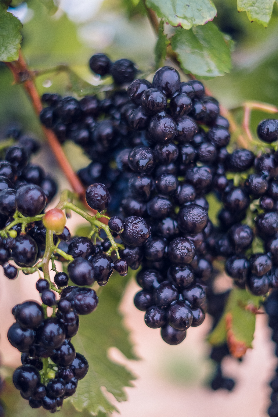 Coastal Pinot