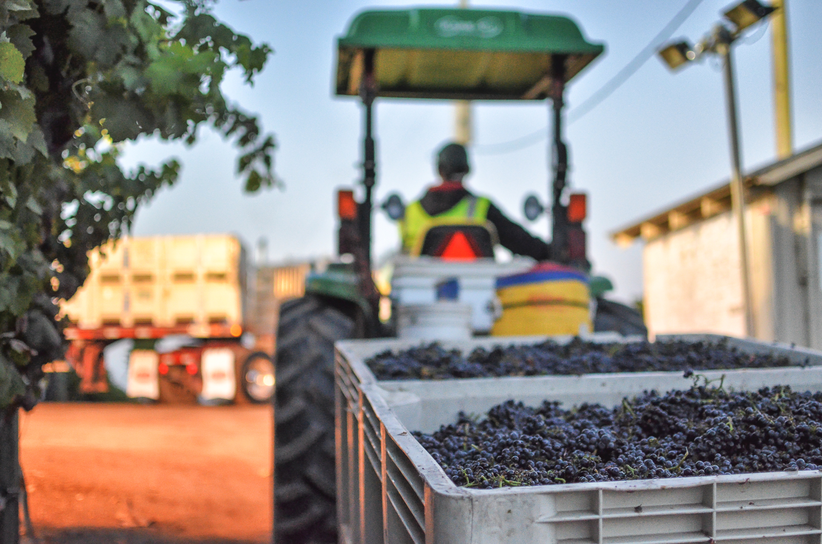 Harvest grapes