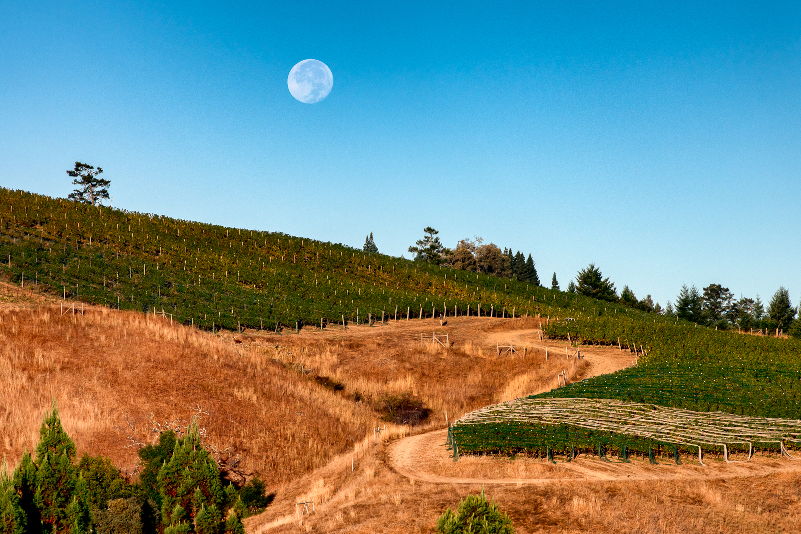 Harvest moon