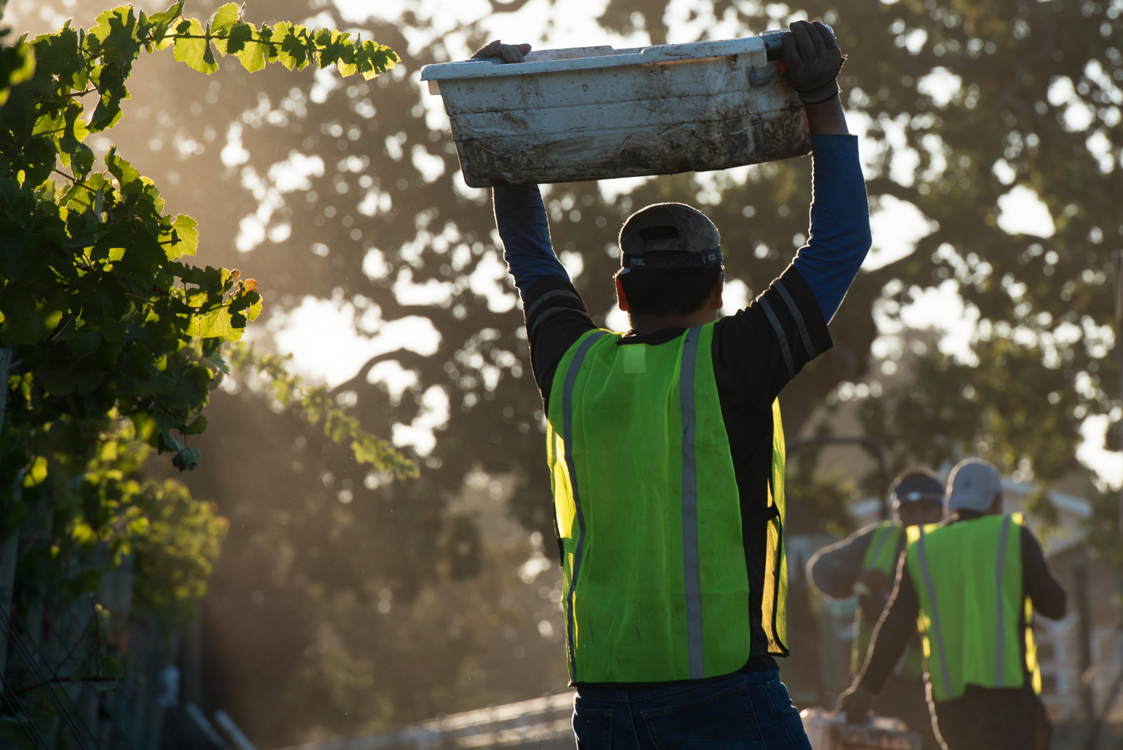 Harvest worker