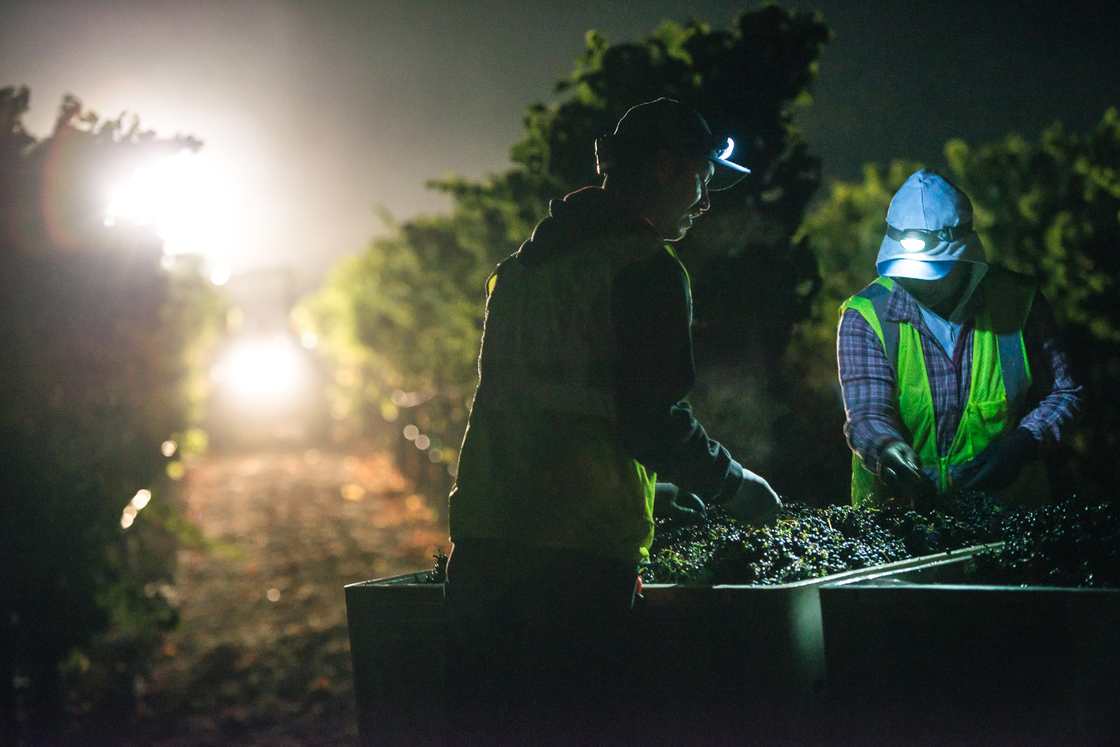 Night harvest under lights