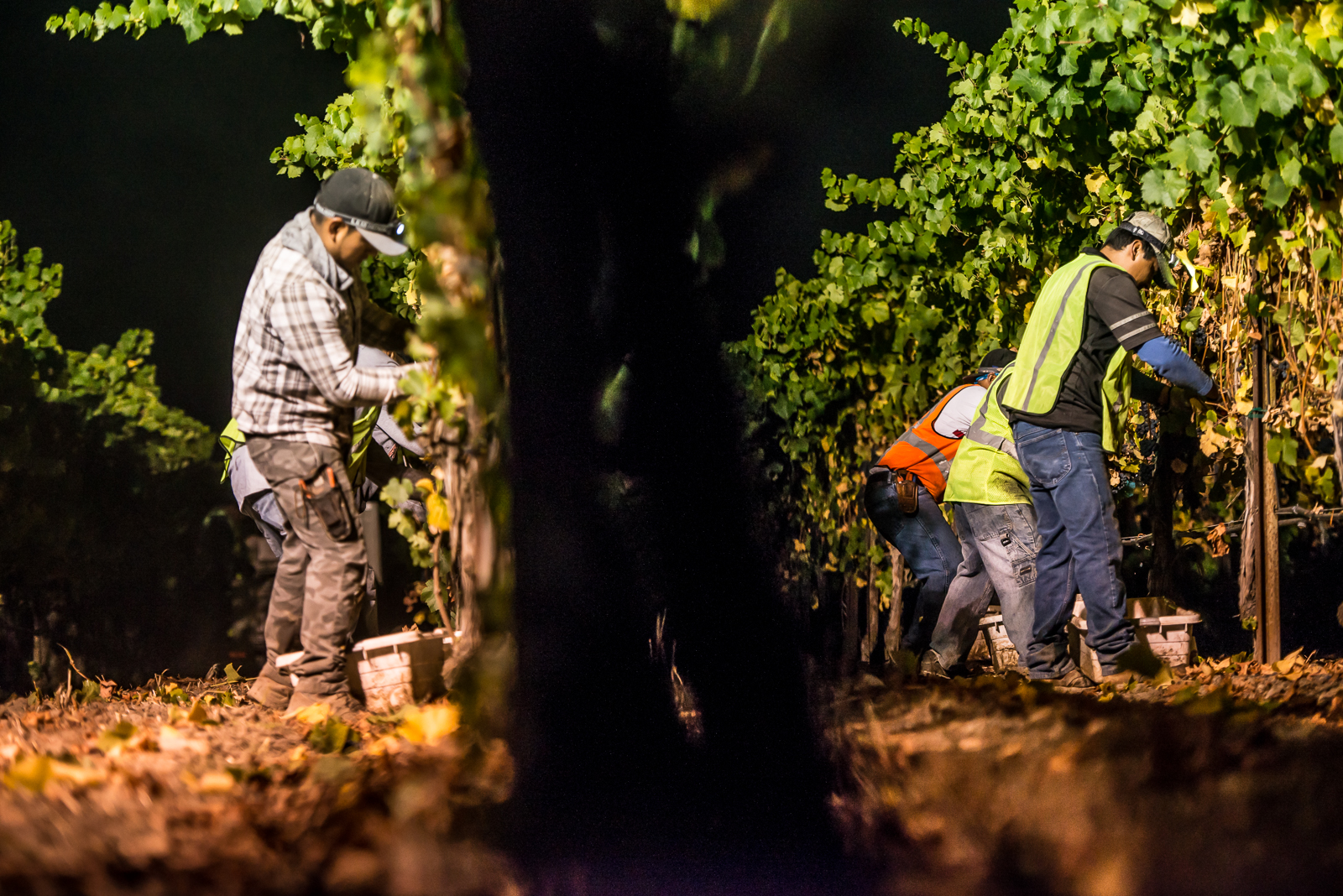 Night harvest