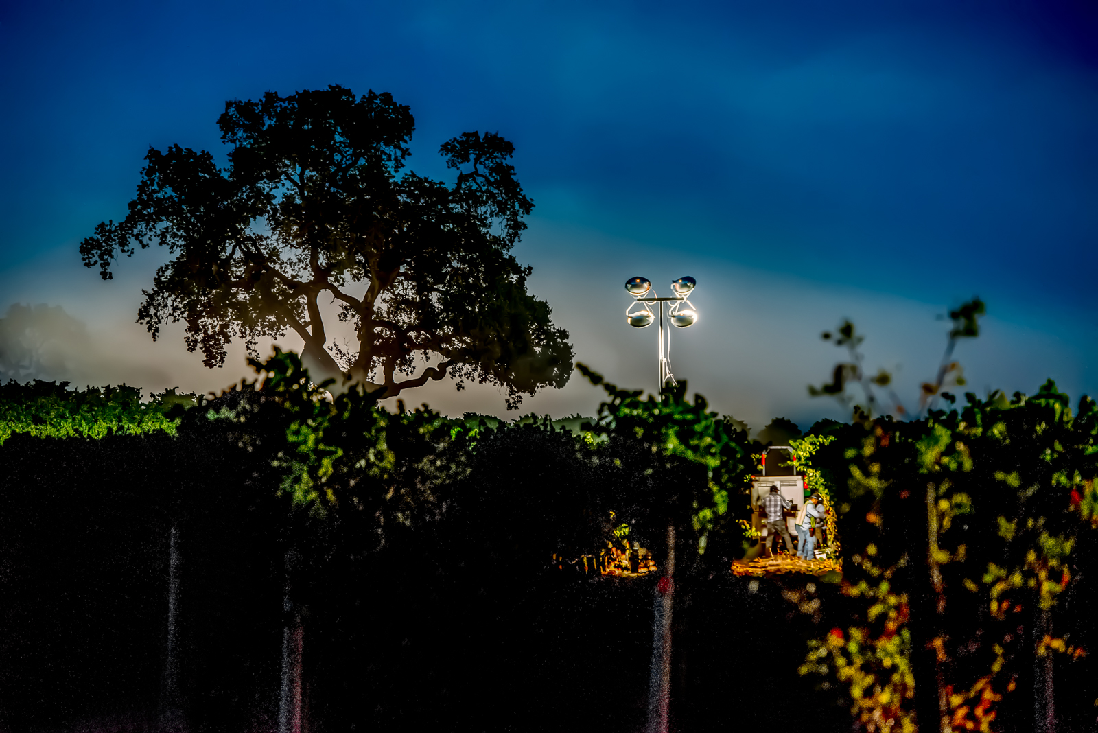 Night harvest