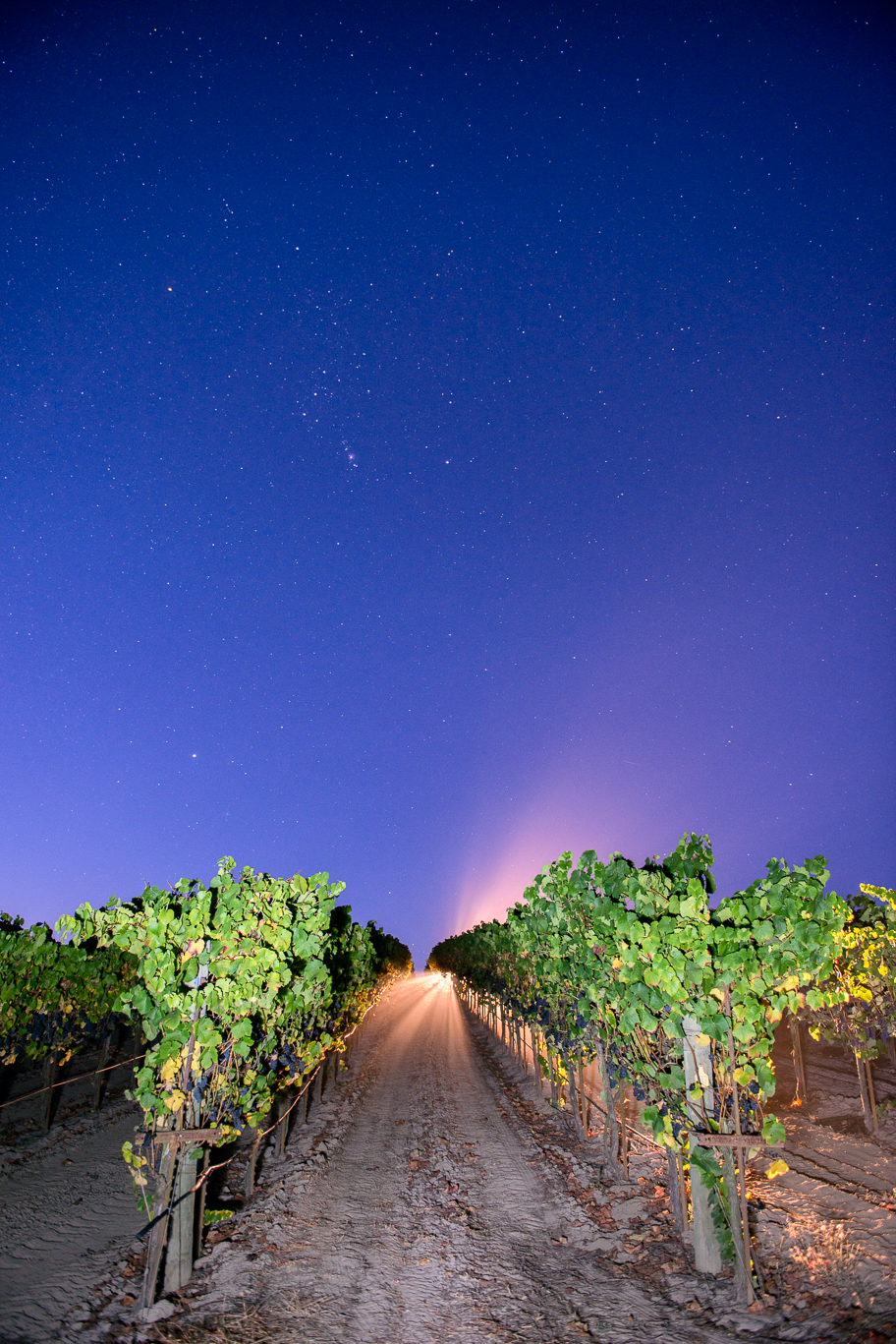 Night harvest