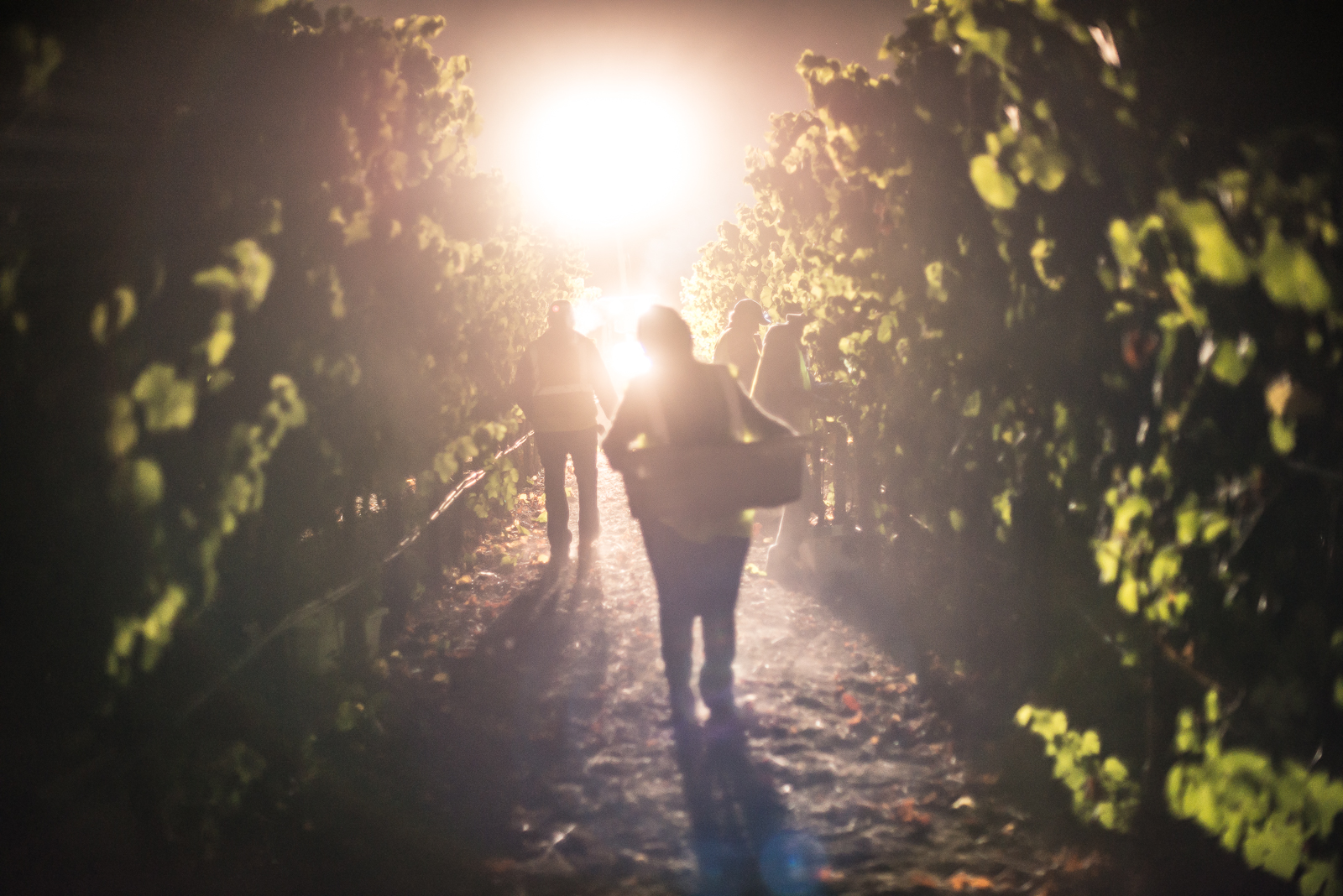 Night harvest