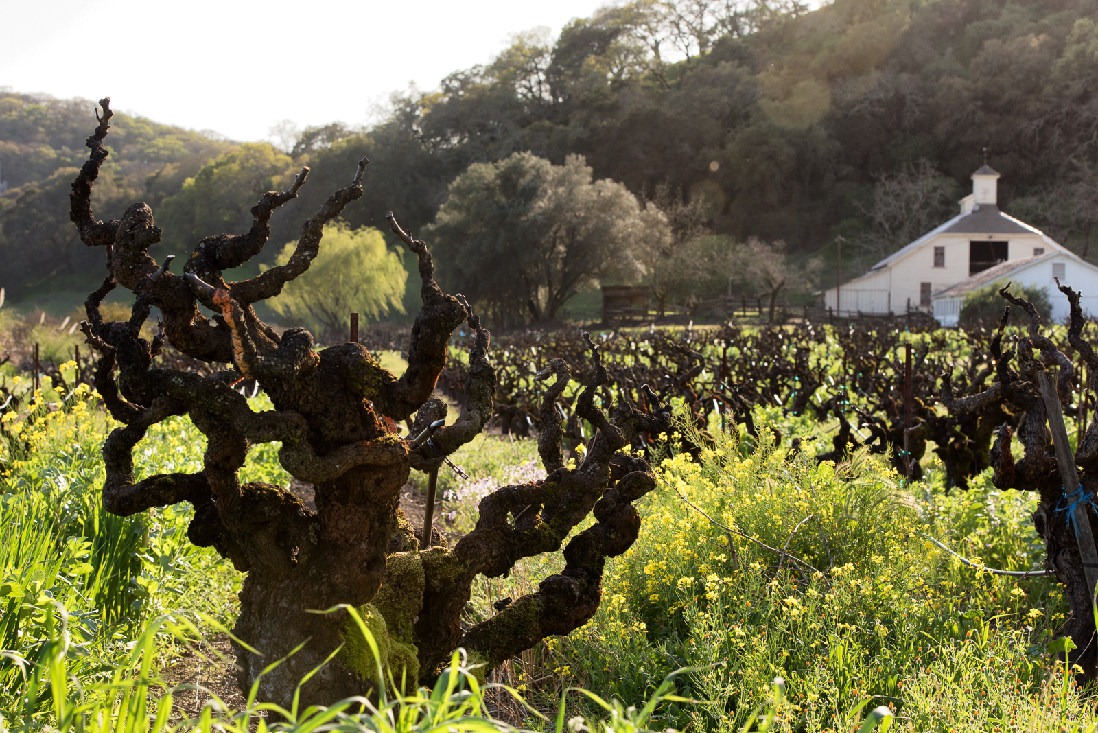 Old vines