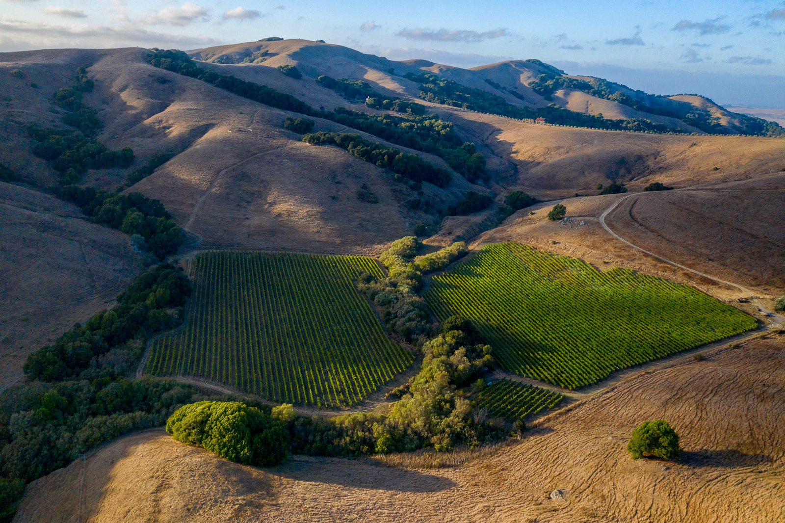 Stubbs Vineyard