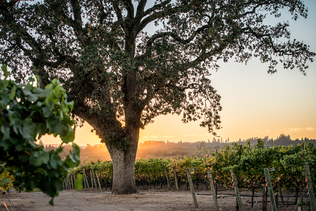 Balletto Vineyards