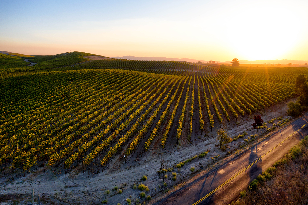 Carneros AVA