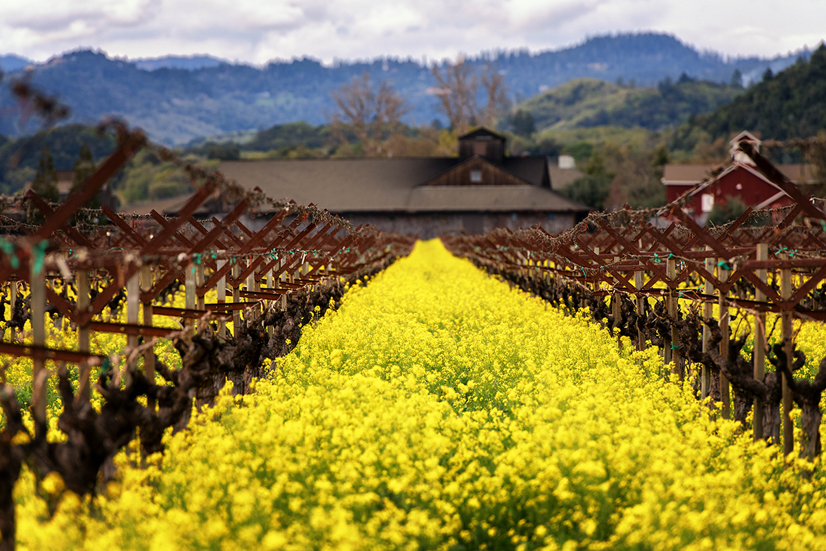 Napa Valley mustard field