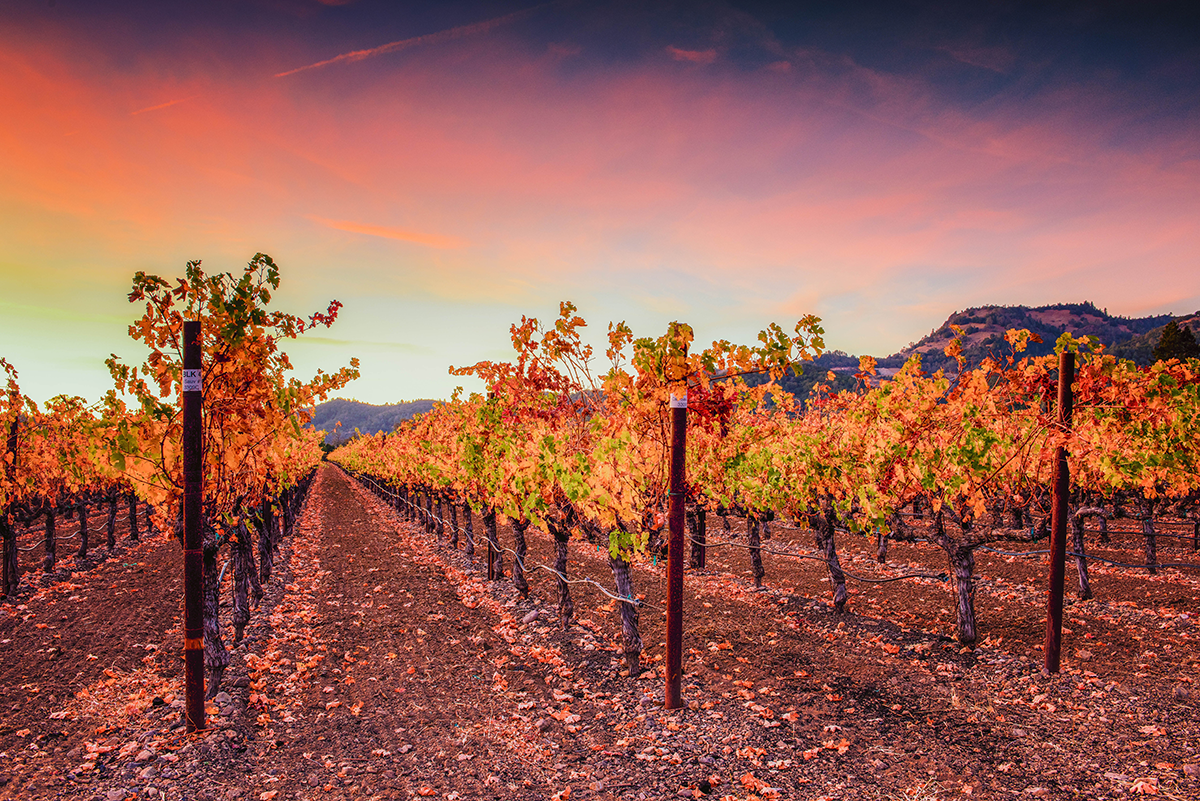 Napa Valley in the fall